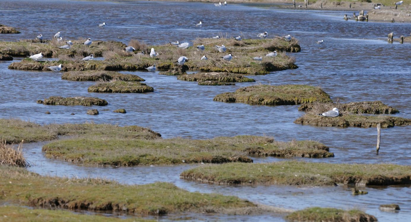 Texel
