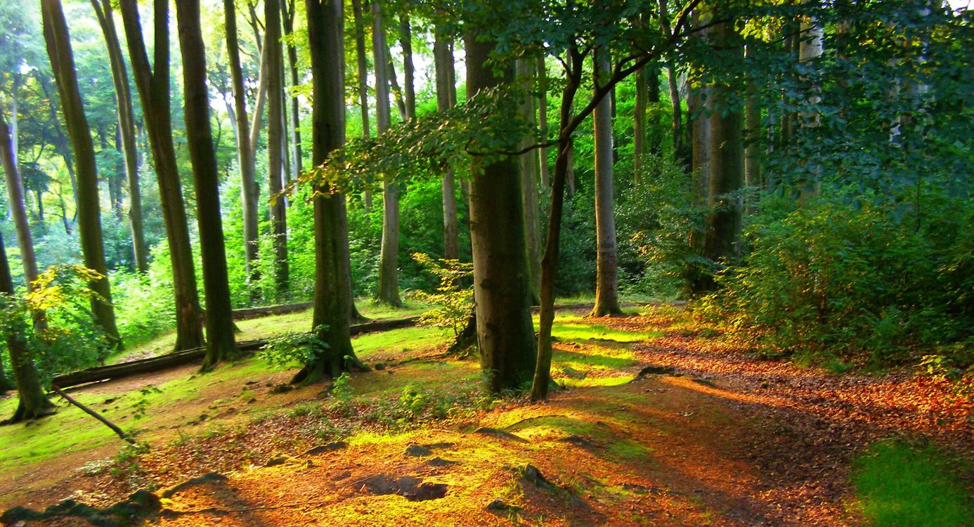 Imstenraderbos Imstenraderbos
