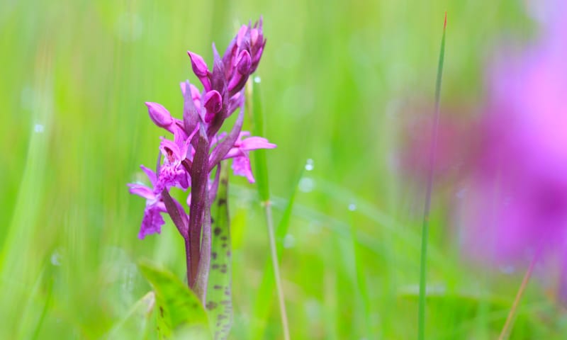 Gevlekte orchis Gevlekte orchis
