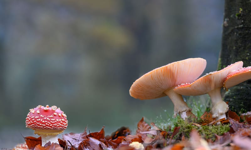 Vliegenzwam