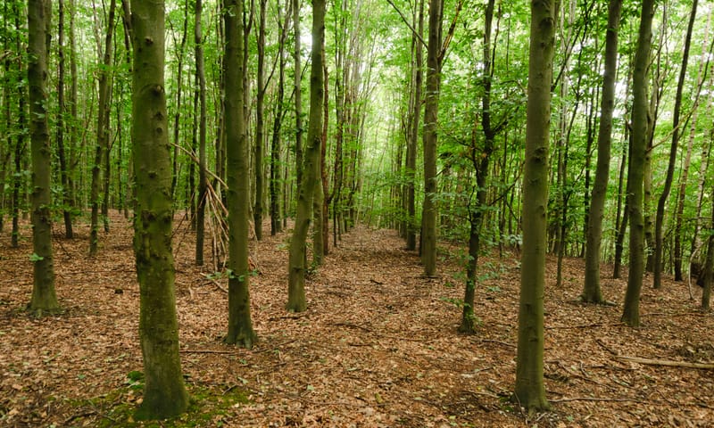 Eenvormig bos in het Imstenraderbos Eenvormig bos in het Imstenraderbos