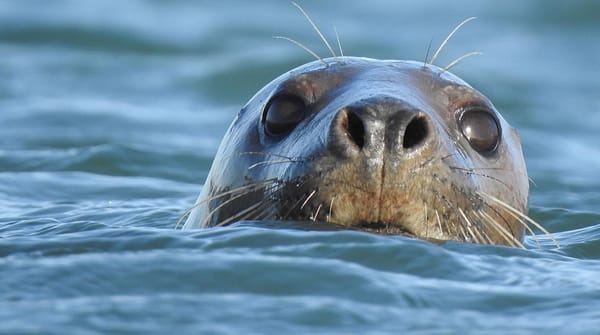 Zeehond