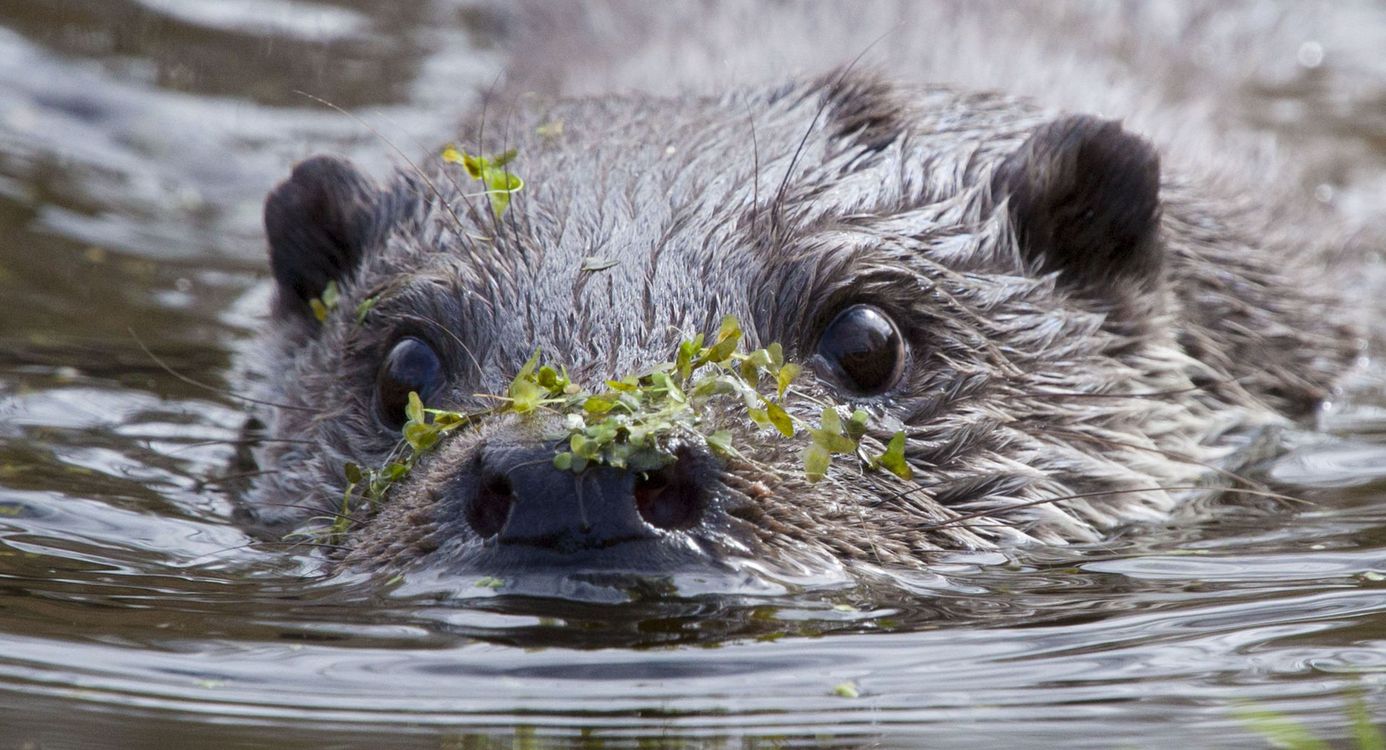 Otter Groningen 
