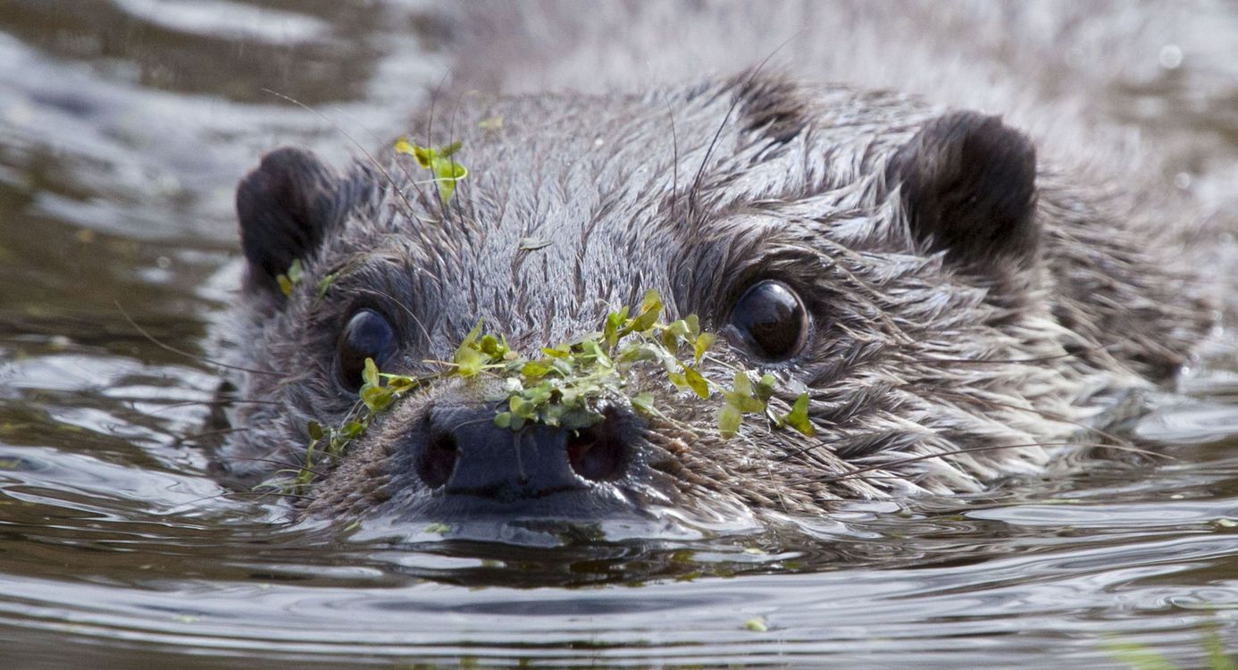 Otter Groningen Otter Groningen