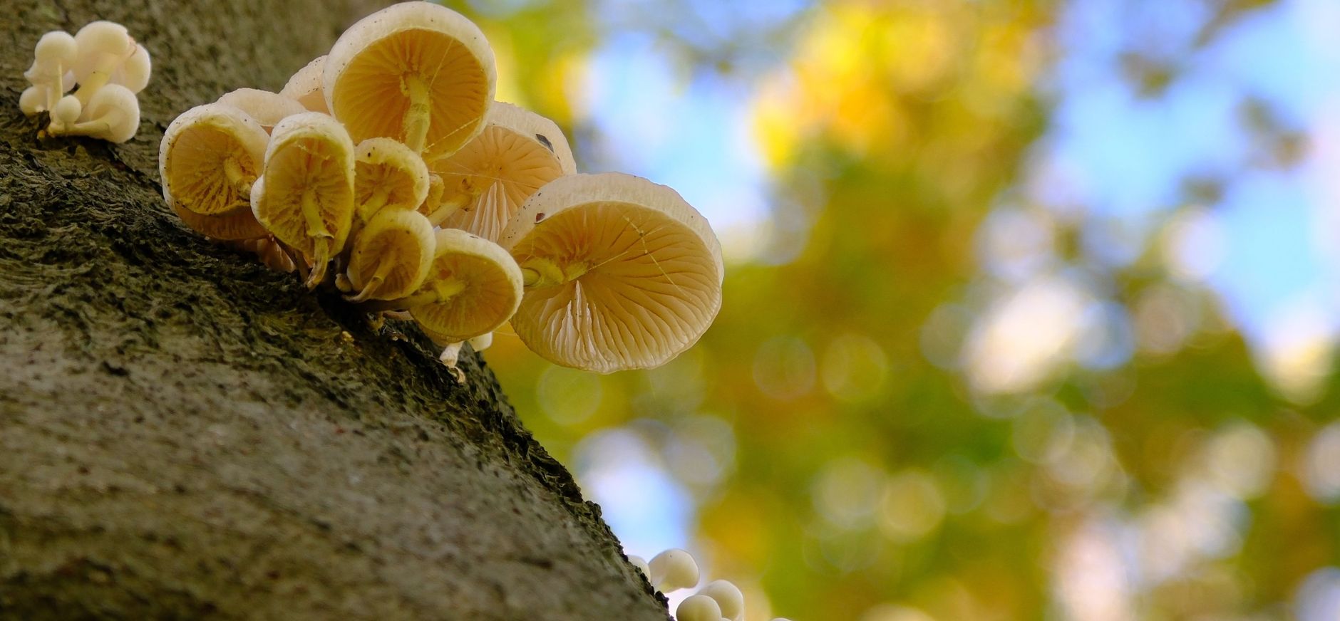 Paddenstoelen op Buitenplaats De Tempel