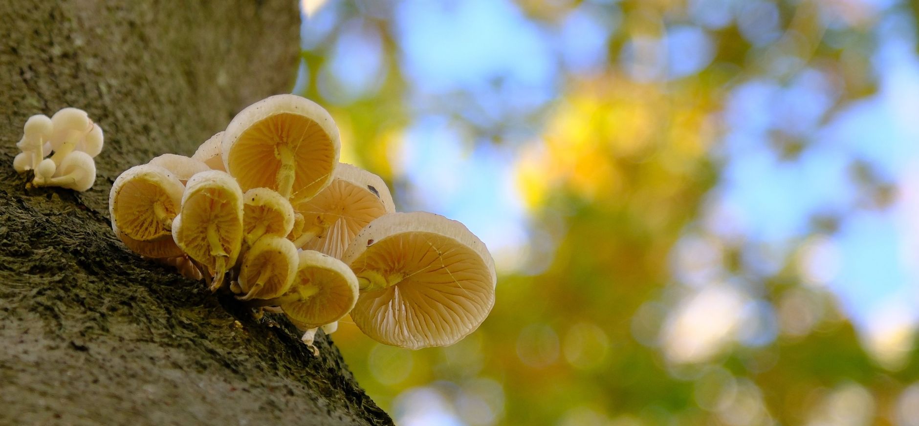 Paddenstoelen op Buitenplaats De Tempel