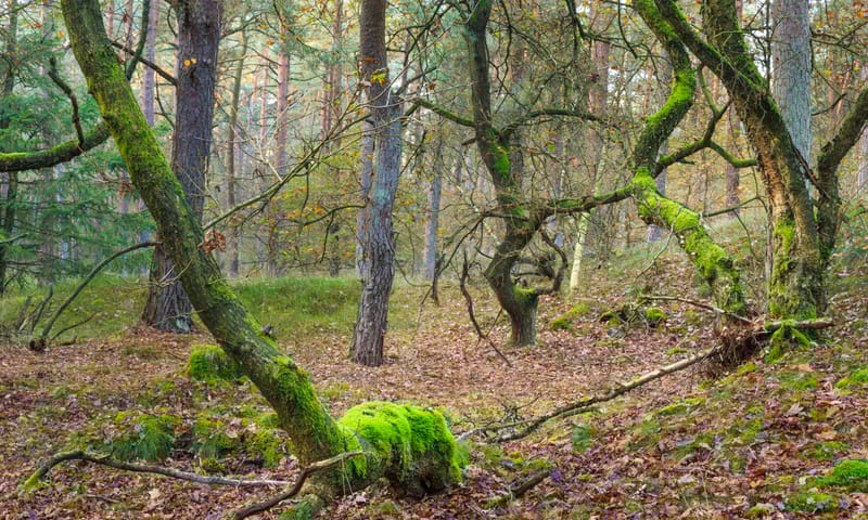 Pronkmossen op inlandse eiken in Berkenheuvel, Drents-Friese Woud. Pronkmossen op inlandse eiken in Berkenheuvel, Drents-Friese Woud.