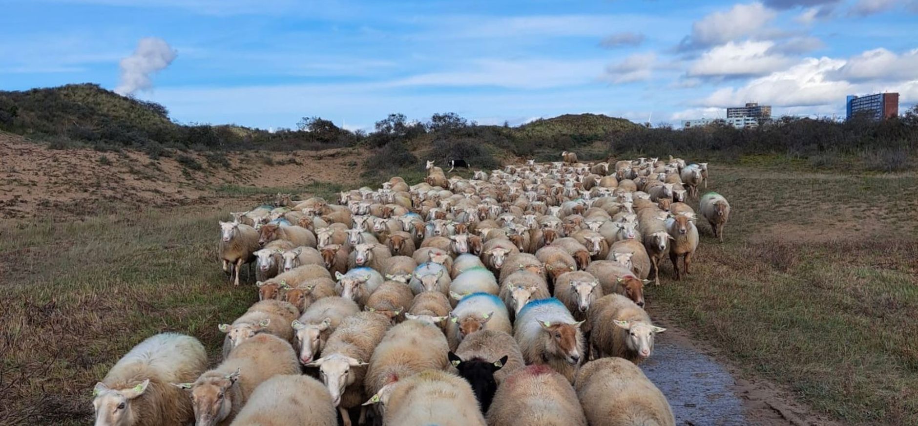 schapen in Duin en Kruidberg