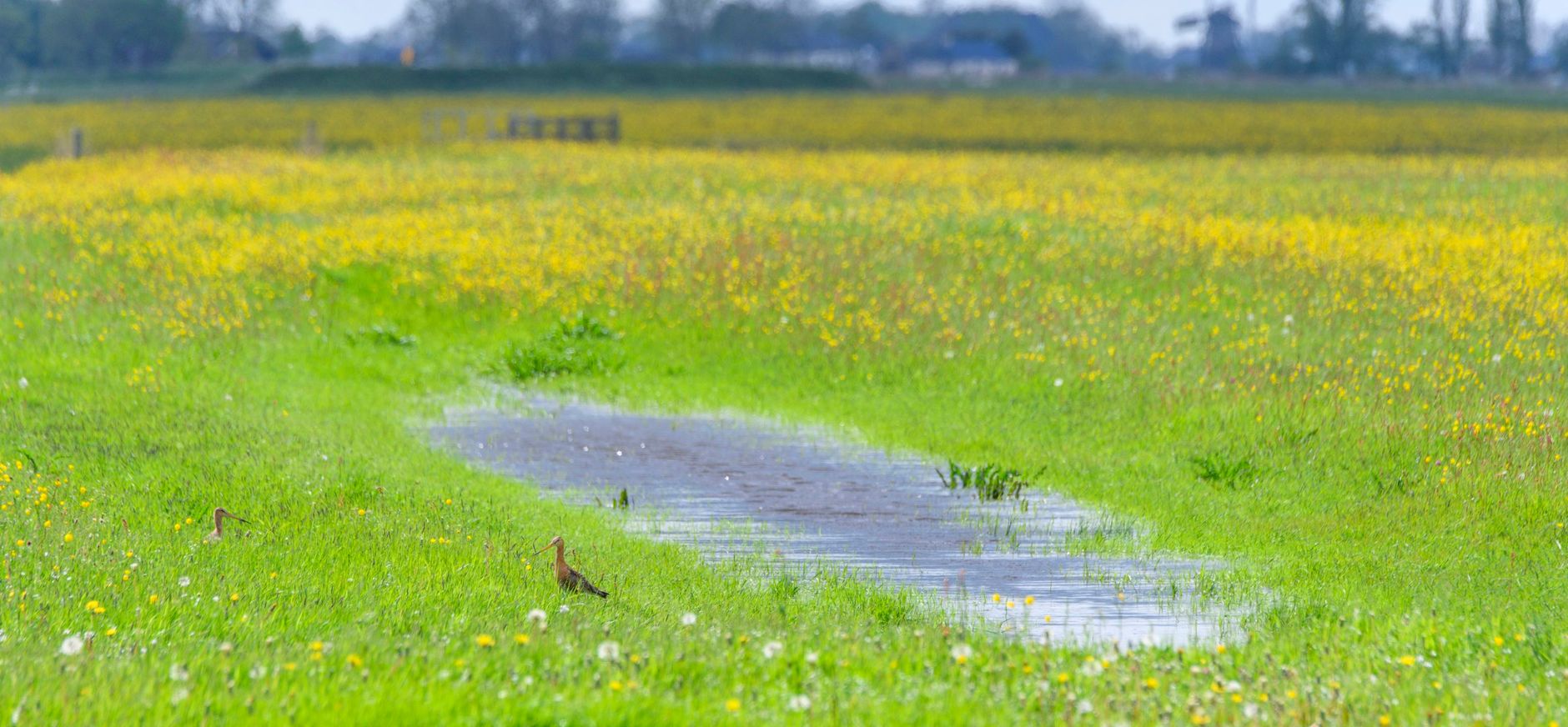 Herstel van de biodiversiteit is nodig