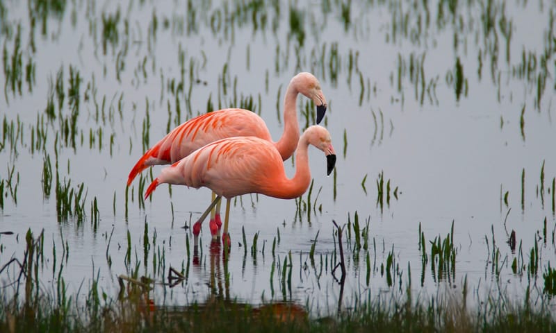 Chinese flamingo's waden door laag water
