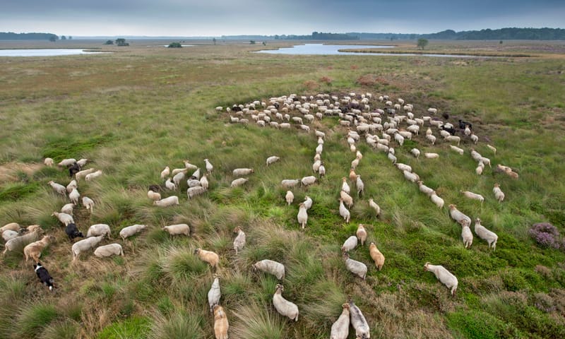 Drentse heideschapen met herder op het Dwingelderveld