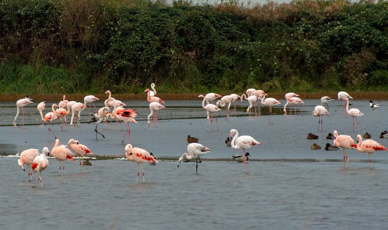 Groep flamingo's met verschillende soorten In Nationaal Park Oosterschelde
