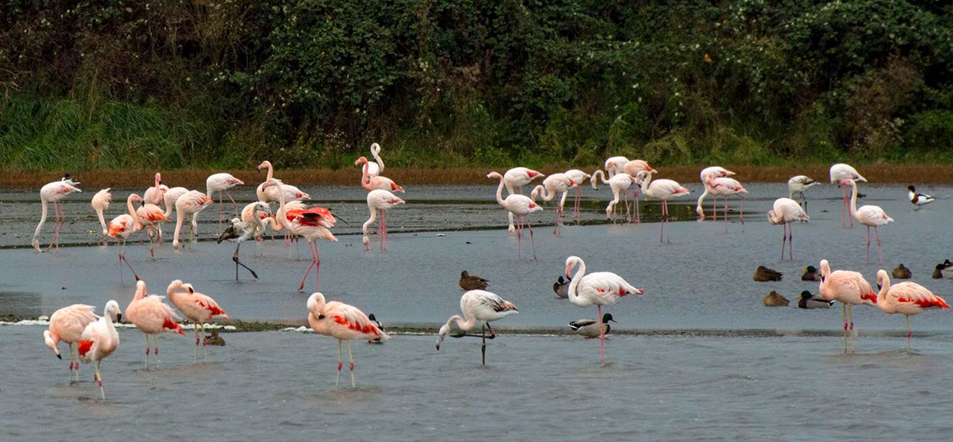 Groep flamingo's met verschillende soorten In Nationaal Park Oosterschelde