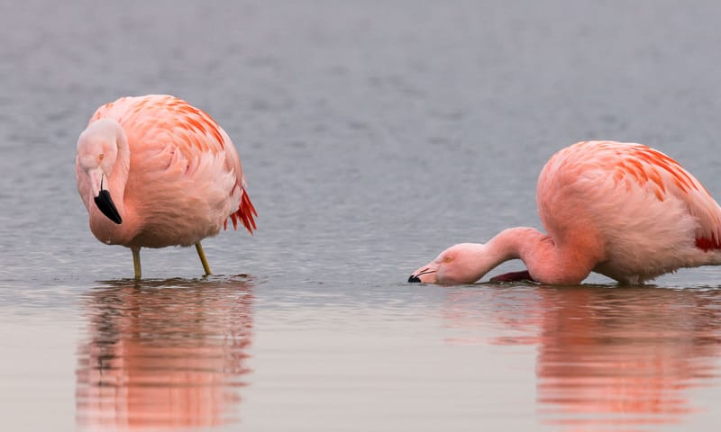 Flamingo zoekt eten in het water met zijn kromme snavel