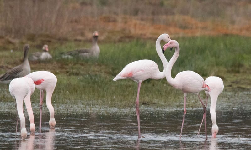 Groep grote flamingo's in het water