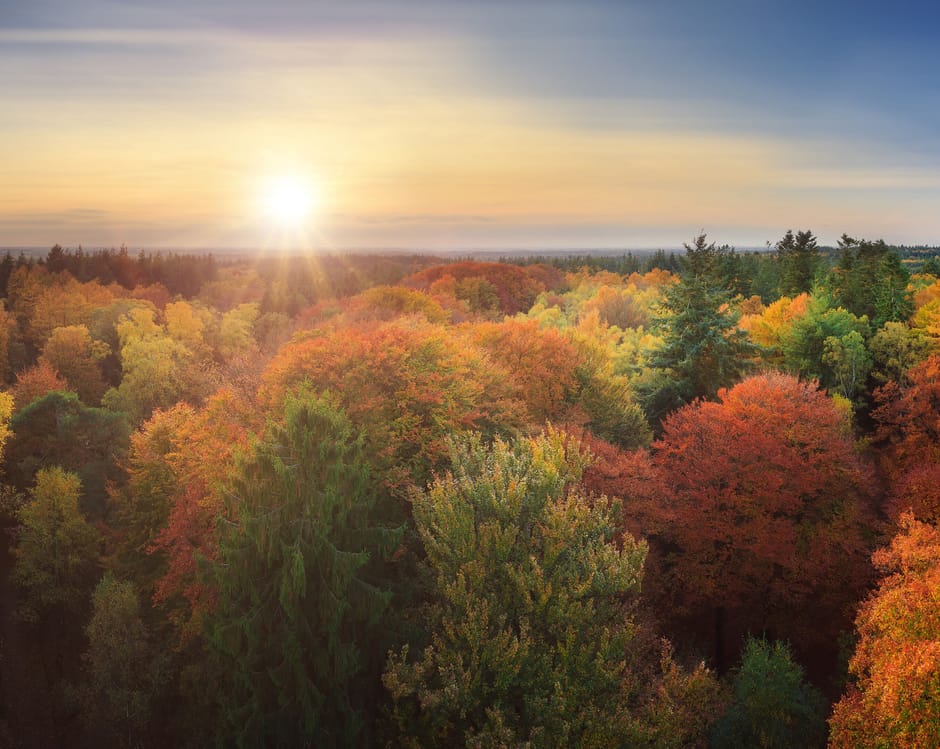 Kaapse Bossen in de herfst