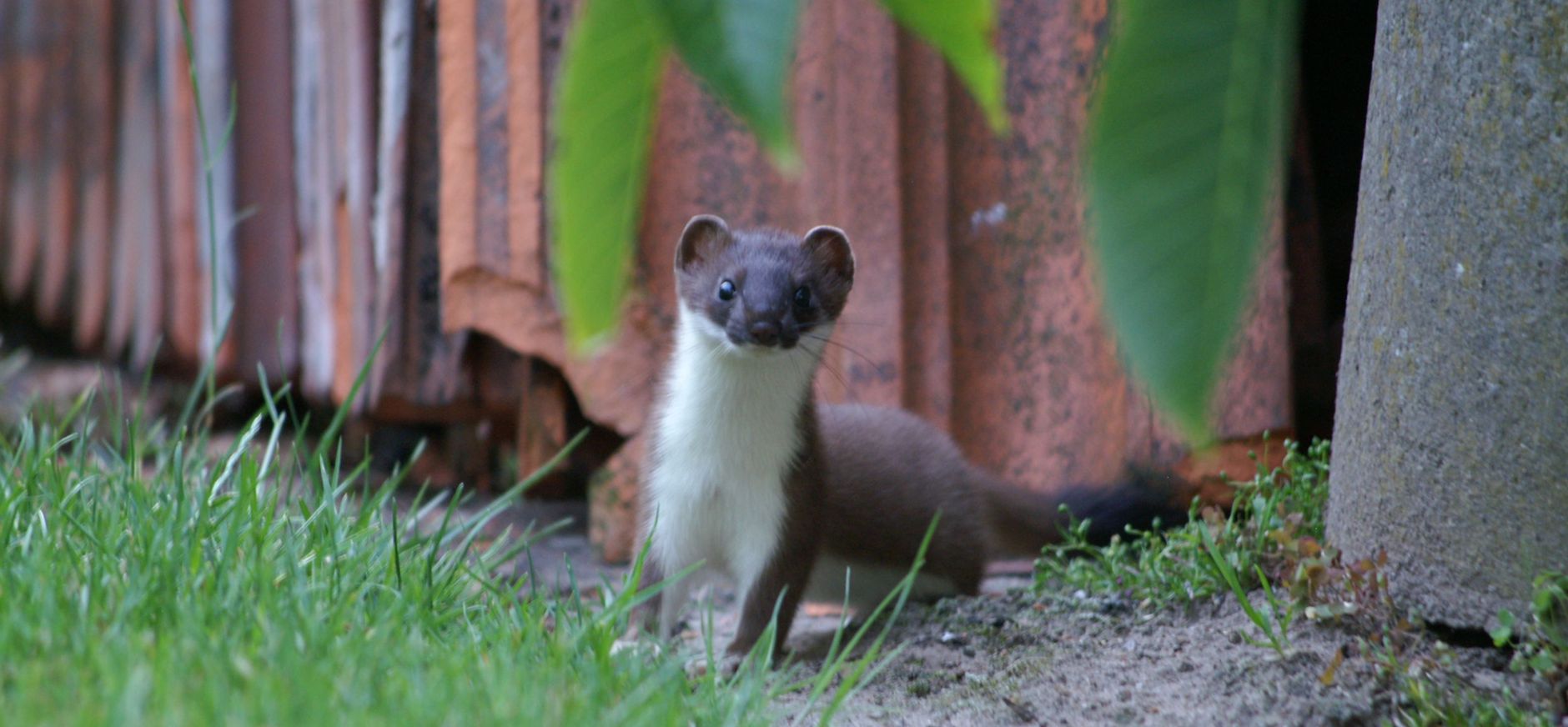 Hermelijn in een tuin in de Achterhoek