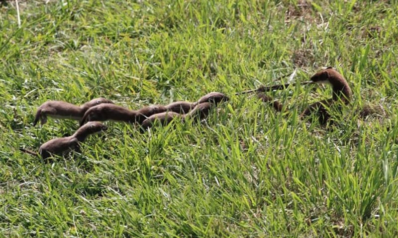 Hermelijn met jongen op Tiengemeten