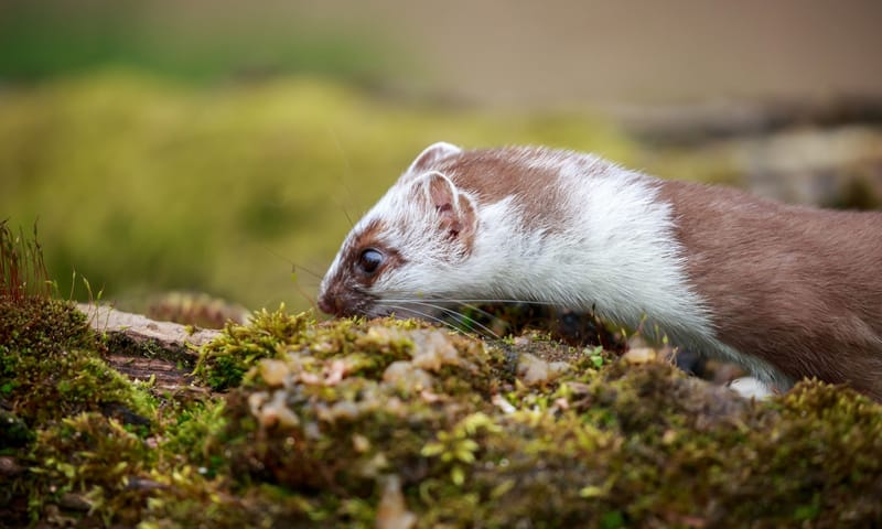 In Nederland is de hermelijn 's winters niet helemaal wit.