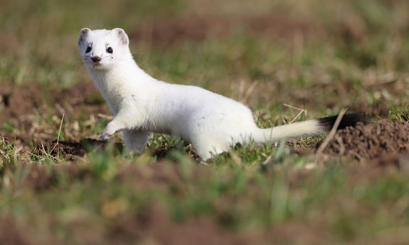 Hermelijn met wintervacht