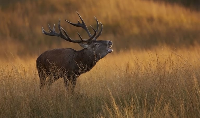 Burlend edelhert Nationaal Park Veluwezoom