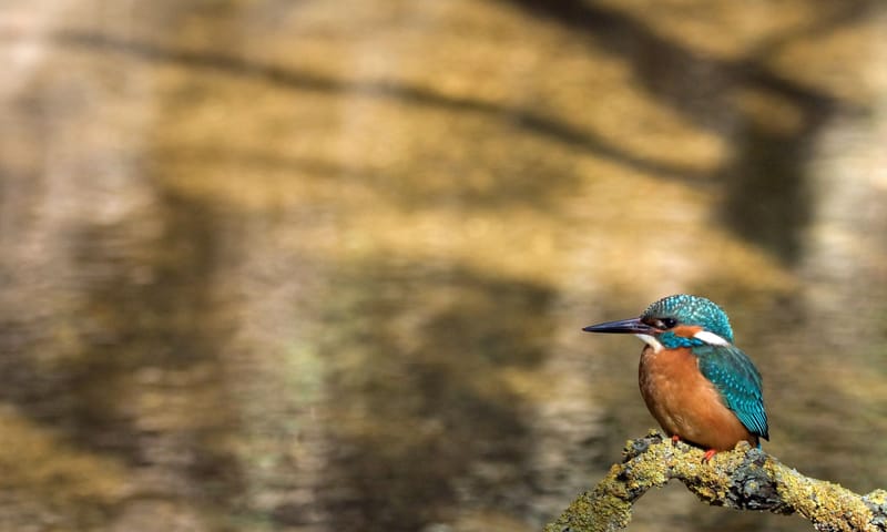 IJsvogel IJsvogel