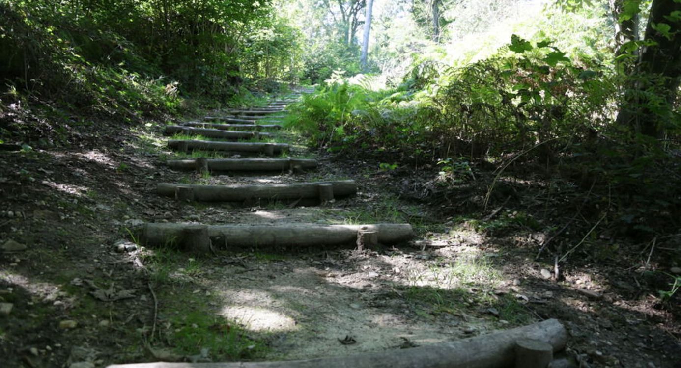 Op pad in het Imstenraderbos