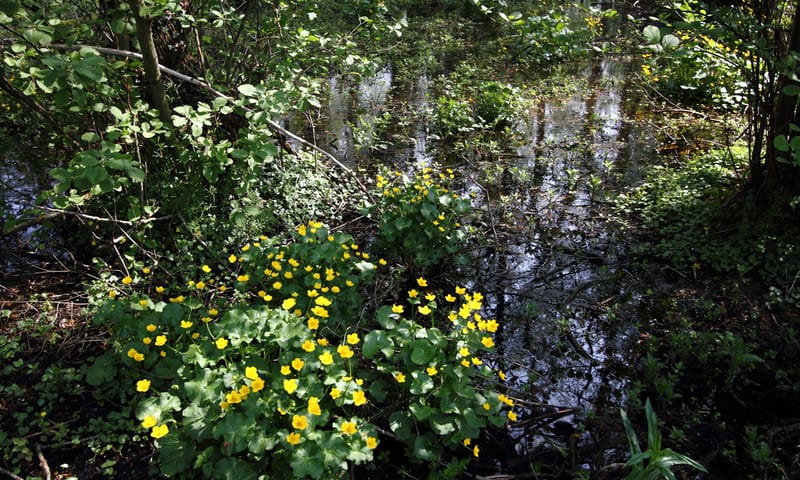 Dotterbloemen in een broekbos