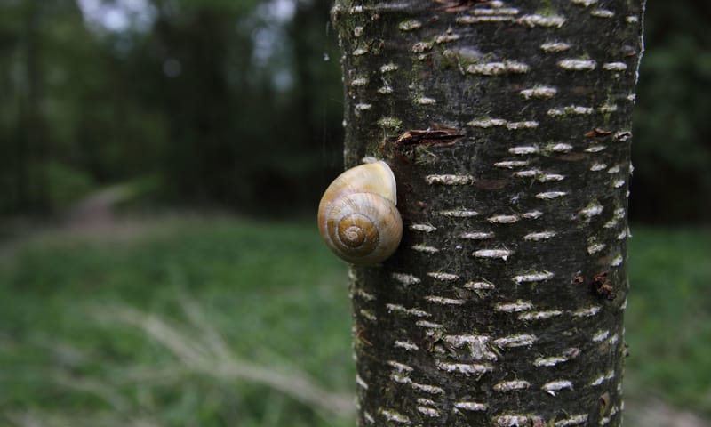 Gewone tuinslak Gewone tuinslak