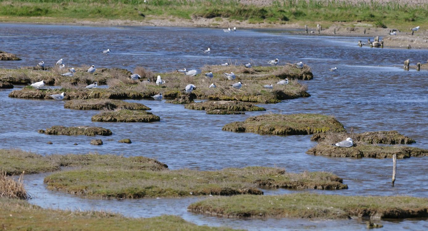 Texel