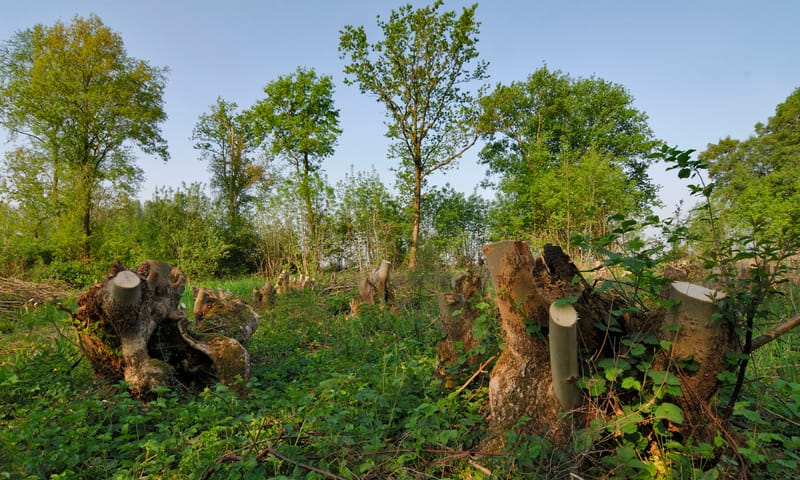 Hakhoutbeheer Hakhoutbeheer