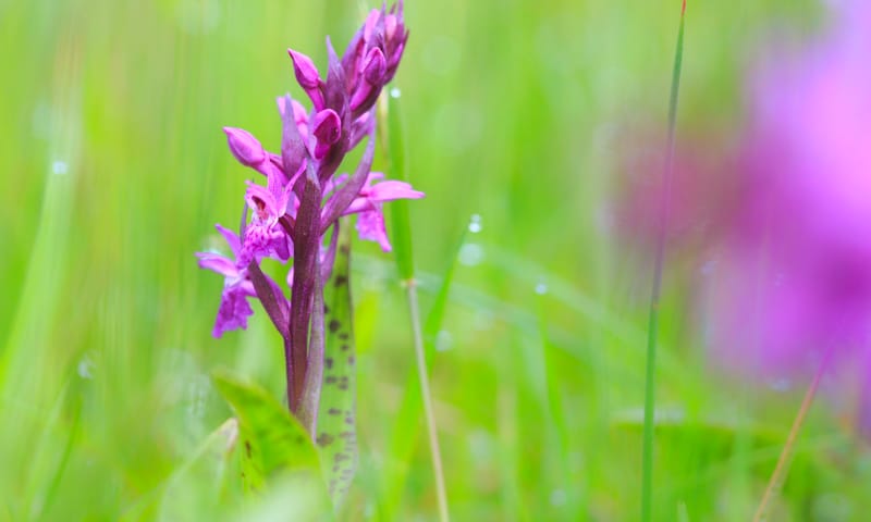 Gevlekte orchis Gevlekte orchis
