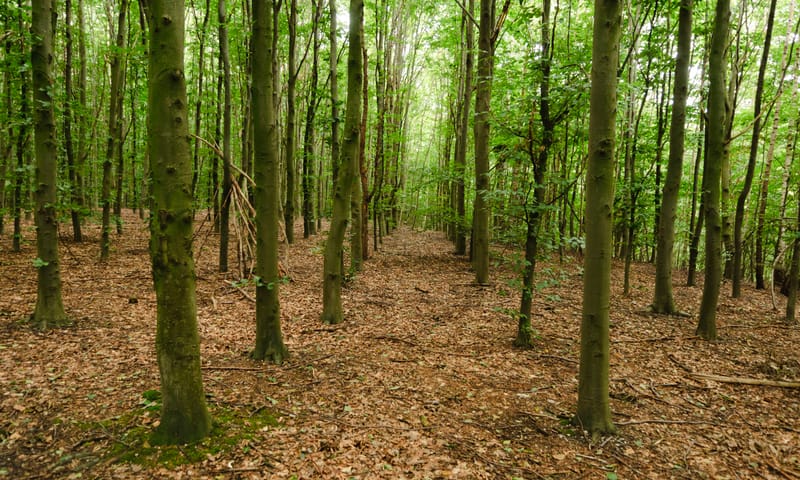 Eenvormig bos in het Imstenraderbos Eenvormig bos in het Imstenraderbos