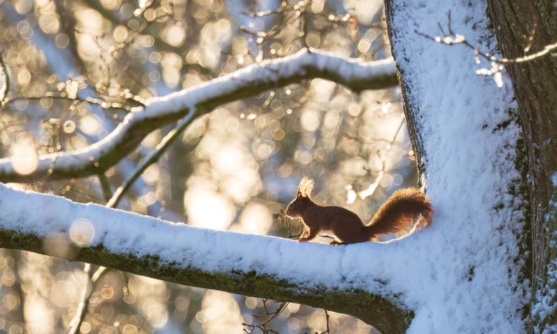 Winterfoto