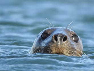 Zeehond