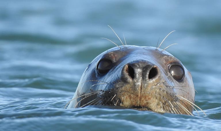 Zeehond
