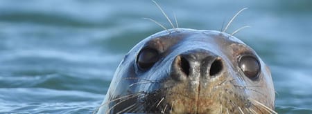 Zeehond
