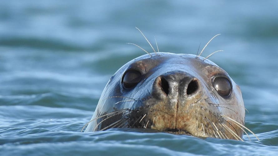 Zeehond