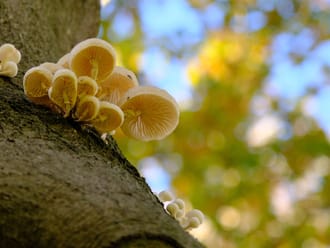 Paddenstoelen op Buitenplaats De Tempel