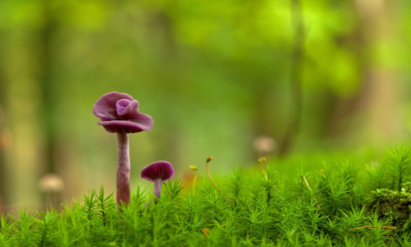 Deze paddenstoel met paarse kleur heet niet voor niets rodekoolzwam