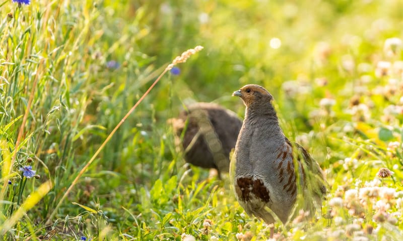 Biodiversiteit op het platteland