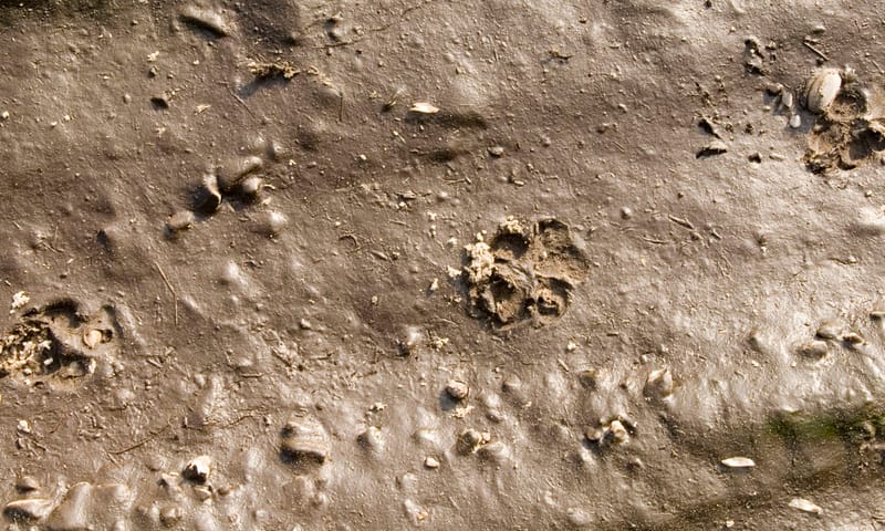 Sporen van een hermelijn in de modder