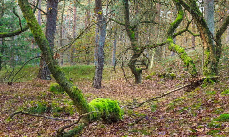 Pronkmossen op inlandse eiken in Berkenheuvel, Drents-Friese Woud. Pronkmossen op inlandse eiken in Berkenheuvel, Drents-Friese Woud.