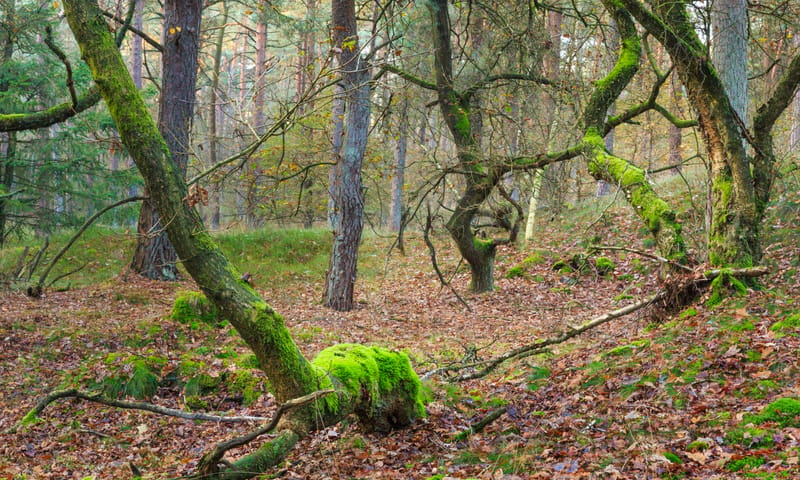 Pronkmossen op inlandse eiken in Berkenheuvel, Drents-Friese Woud. Pronkmossen op inlandse eiken in Berkenheuvel, Drents-Friese Woud.
