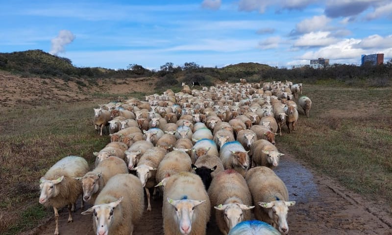 schapen in Duin en Kruidberg