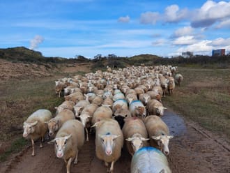 schapen in Duin en Kruidberg