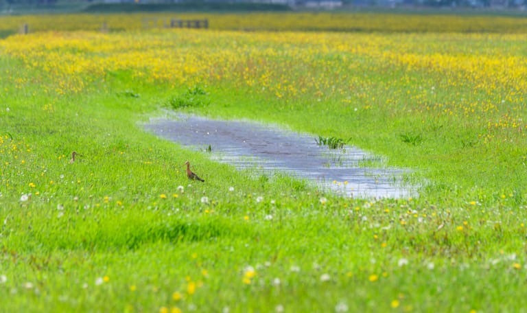 Herstel van de biodiversiteit is nodig