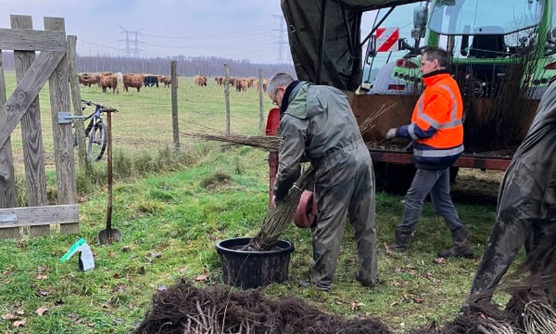 De wortels van alle bomen worden voor ze de grond in gaan in een schimmelpapje gedoopt. De wortels van alle bomen worden ter bescherming in een schimmelpapje gedoopt.