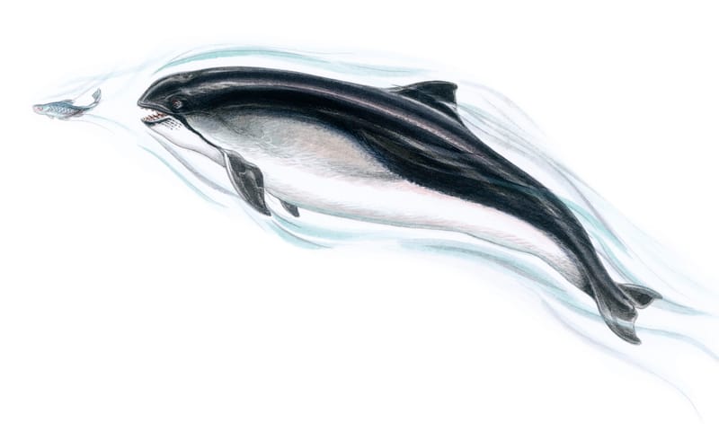 Tekening bruinvis De bruinvis is een walvis die in de Noordzee leeft