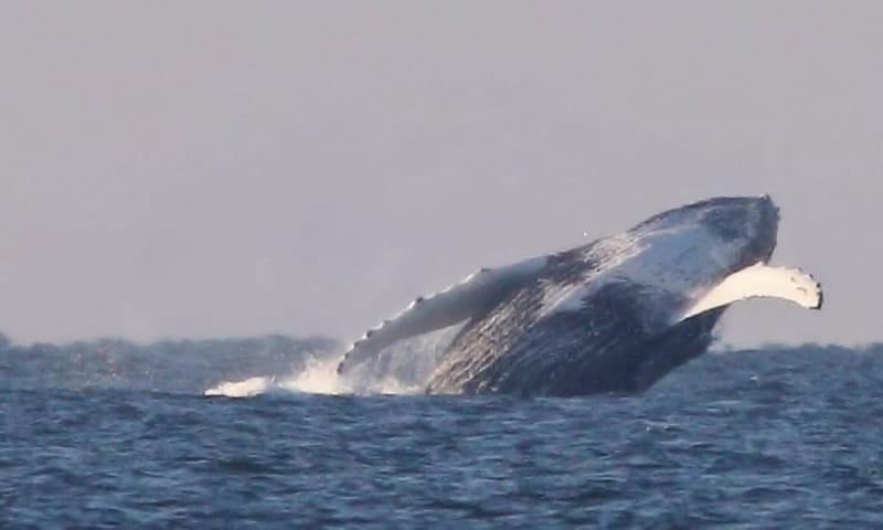 Bultrug in de Noordzee bij Kijkduin Bultrug, grote walvis gespot in de Noordzee bij Kijkduin